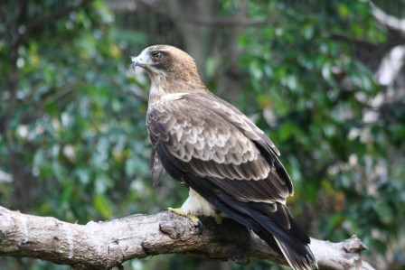 Booted_Eagle_113140.JPG