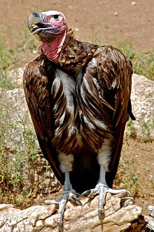 Lappetfaced_Vulture13907.jpg