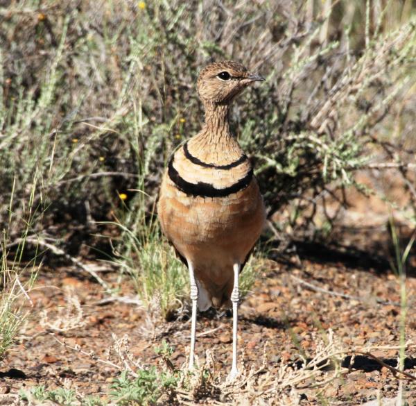 aves-arid-birding-tour--safari--adventure