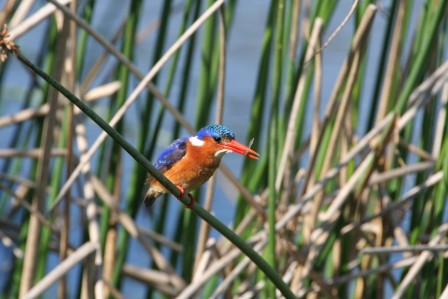 aves-birding-west-coast-tour--safari--adventure