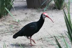 aves-highlands--tembe-birding-tour--safari--adventure