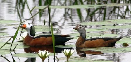 aves-kzn-birding-tour--safari--adventure