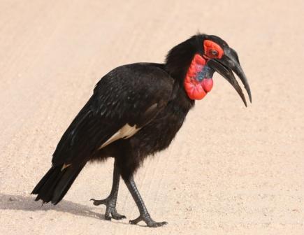 aves-north-east-birding-tour--safari--adventure