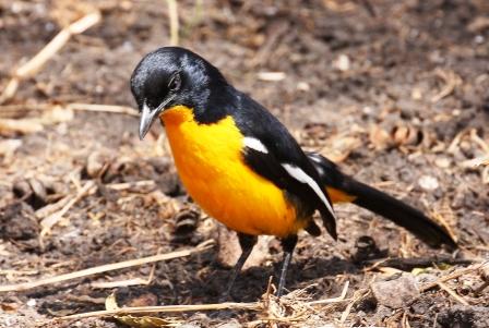aves-north-west-birding-tour--safari--adventure