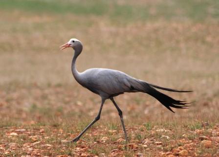 aves-overberg-overnight-birding-tour--safari--adventure