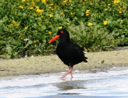 aves-west-coast-overnight-tour--safari--adventure-western-cape-south-africa