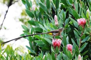 aves-western-cape-birding-day-tours