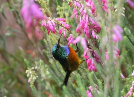aves-western-cape-birding-tour--safari--adventure