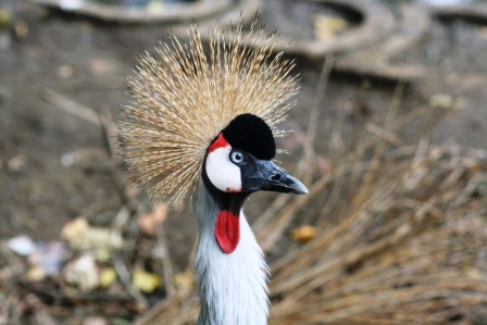aves-eastern-cape-birding-tour--safari--adventure