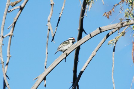 Acacia_Pied_Barbet13140.JPG