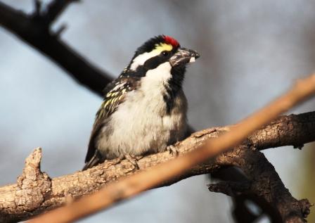 Acacia_Pied_Barbet13915.JPG