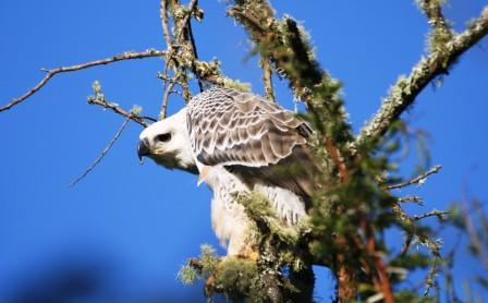 African_Crowned_Eagle13140.JPG