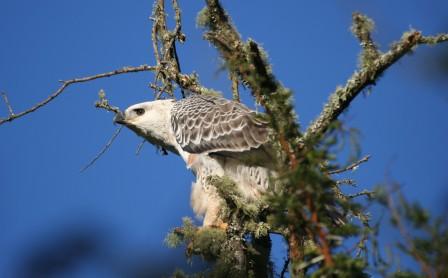 African_Crowned_Eagle_114113.JPG