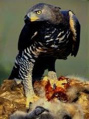 African_Crowned_Eagle_314116.jpg