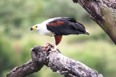 African_FishEagle14057.JPG