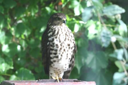 African_Goshawk_Juvenile14195.JPG