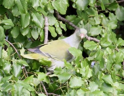 African_Green_Pigeon13140.JPG