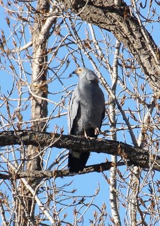 African_Harrier_Hawk13140.JPG