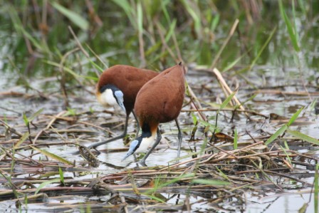 African_Jacana13140.JPG