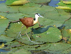 African_Jacana14113.jpg