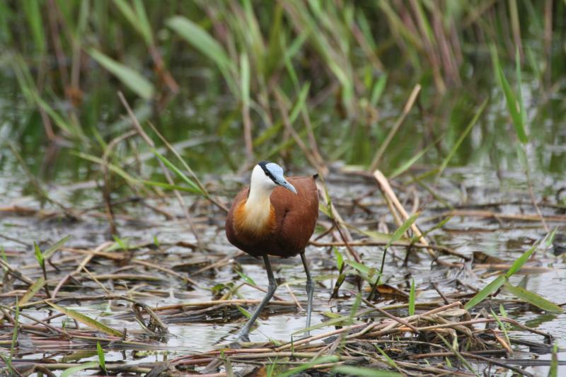 African_Jacana_113140.JPG