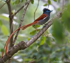 African_Paradise_Flycatcher_113140.jpg