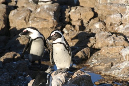 African_Penguin13140.JPG