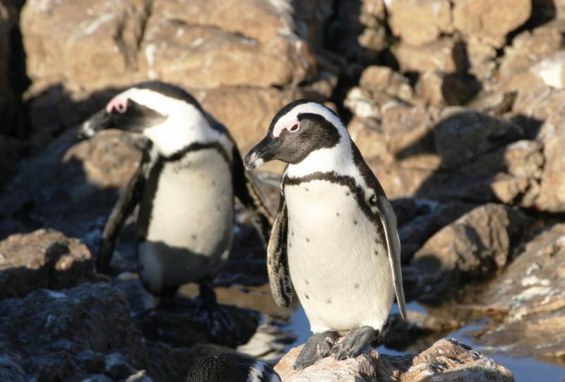 African_Penguin14195.JPG