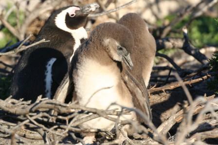 African_Penguin_113901.JPG