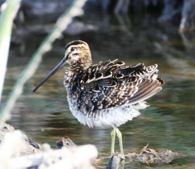 African_Snipe_513140.JPG