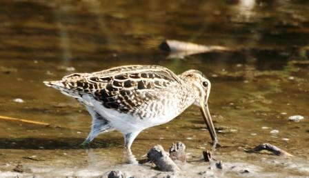 African_Snipe_714195.JPG