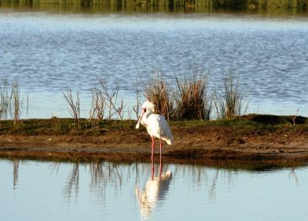 African_Spoonbill_114195.JPG