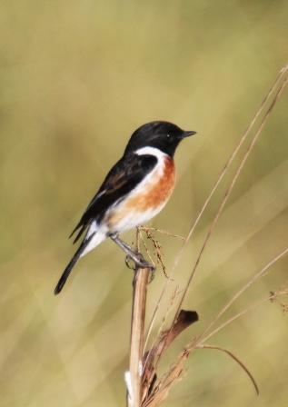 African_Stonechat13140.JPG