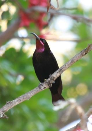 Amethyst_Sunbird13140.JPG