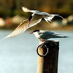 Arctic_terns14195.jpg