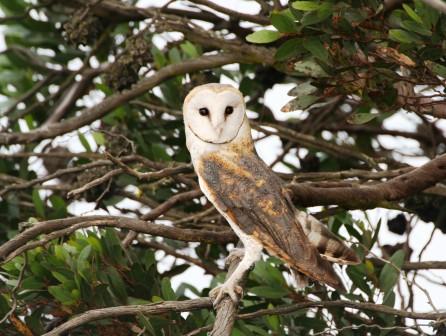 Barn_Owl_213140.JPG