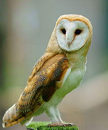 Barn_Owl_214114.jpg