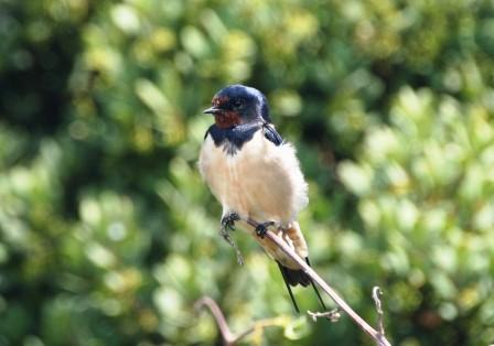 Barn_Swallow13140.JPG