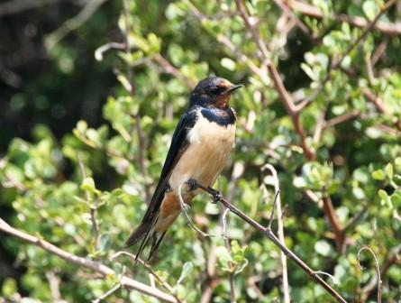 Barn_Swallow_114116.JPG