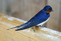 Barn_Swallow_513140.jpg