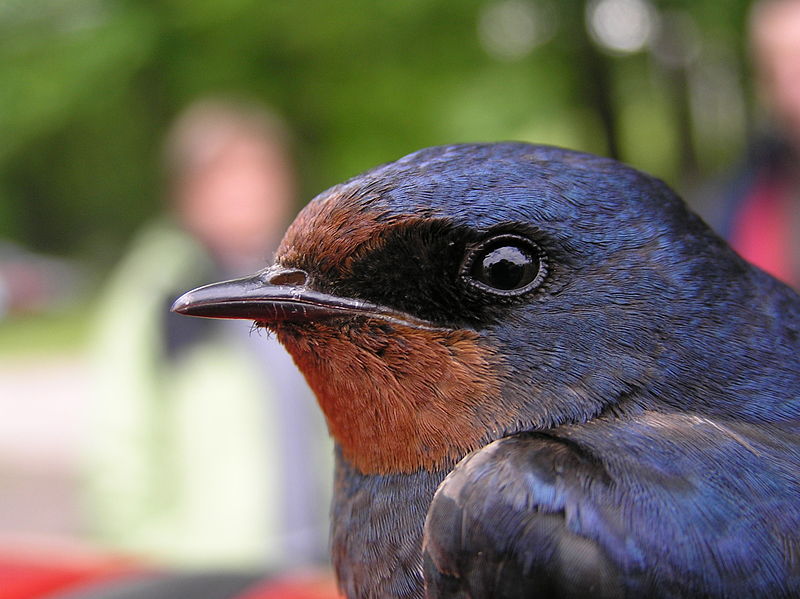 Barn_swallow_213907.jpg