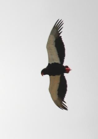 Bateleur13140.JPG