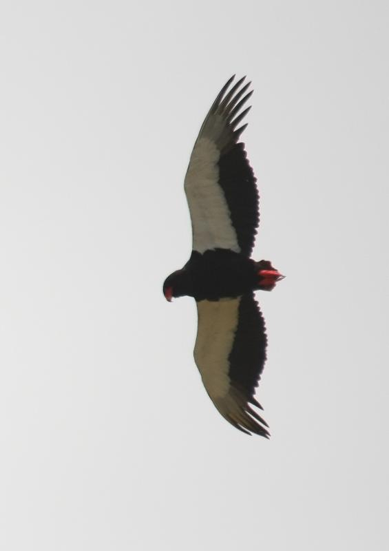 Bateleur14114.JPG