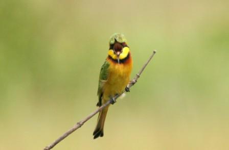 Beeeater_213140.JPG