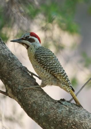 Bennetts_Woodpecker13140.JPG