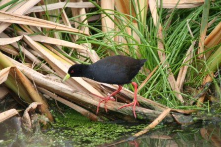 Black_Crake13140.JPG