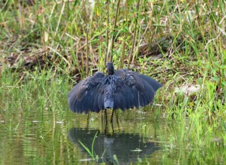 Black_Heron_114113.JPG