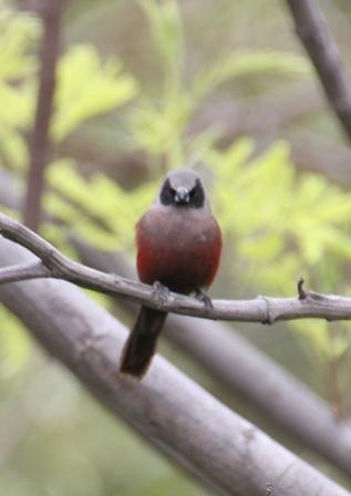 Blackfaced_Waxbill13140.JPG