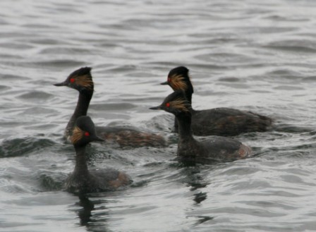 Blacknecked_Grebe_113140.JPG