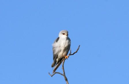 Blackshouldered_Kite13907.JPG